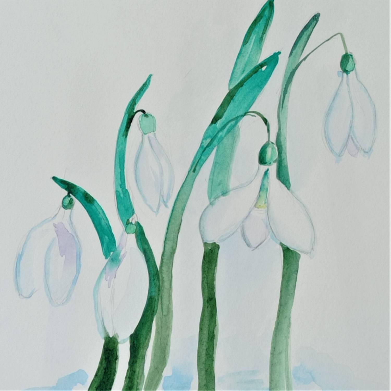 Morning snowdrops