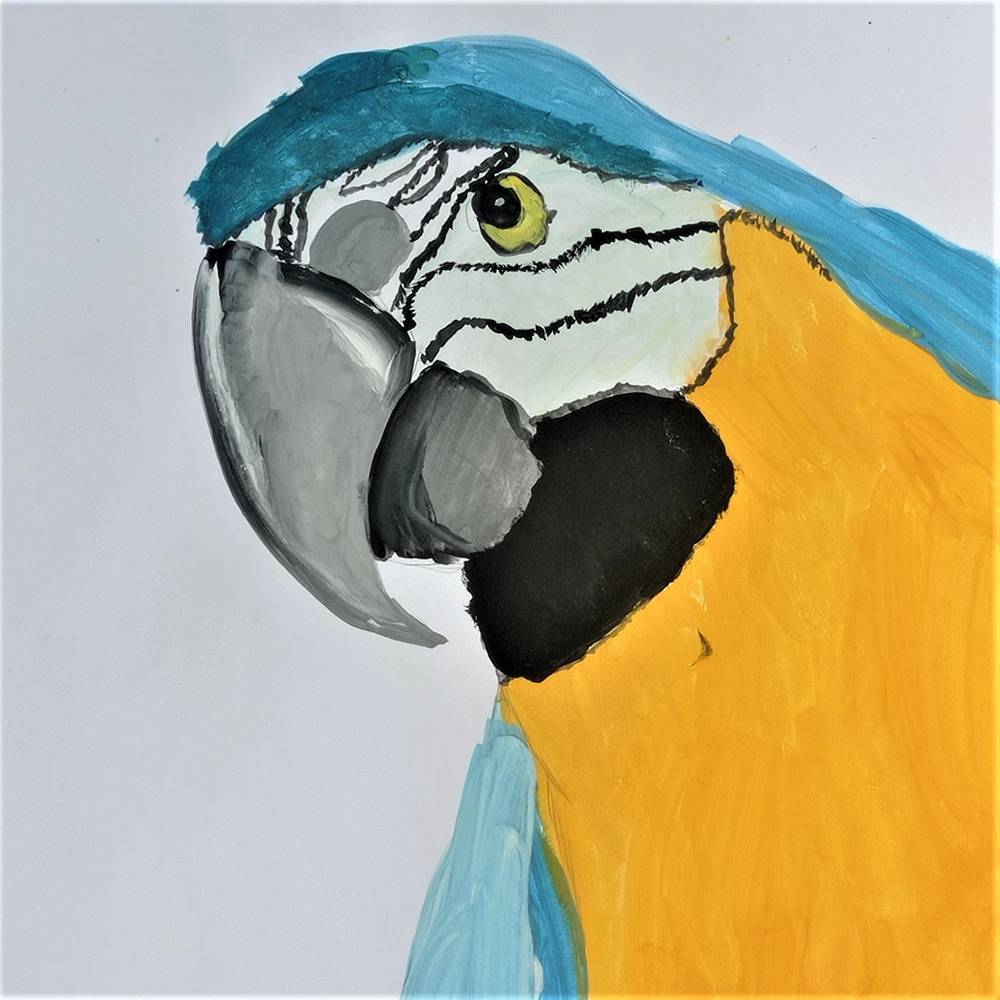 Macaw 