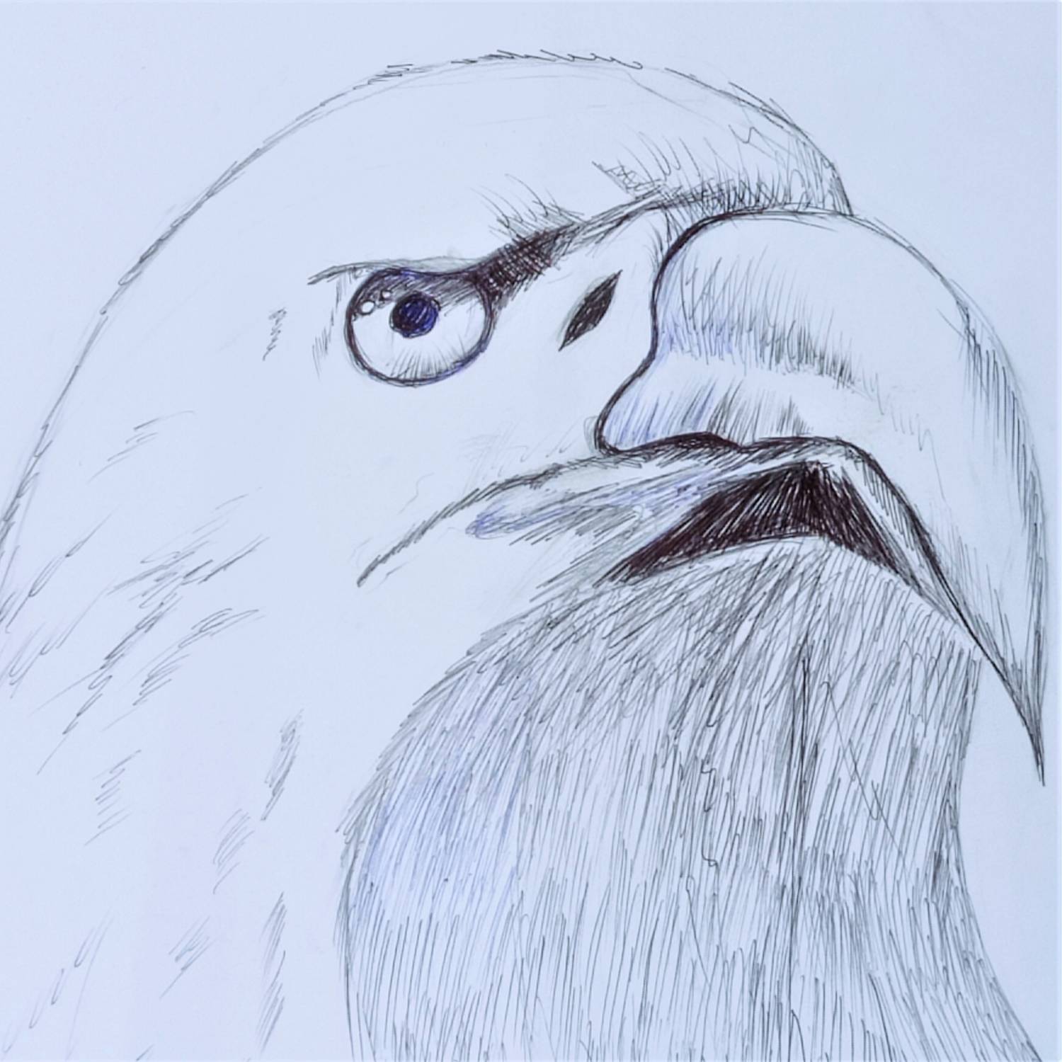 Eagle