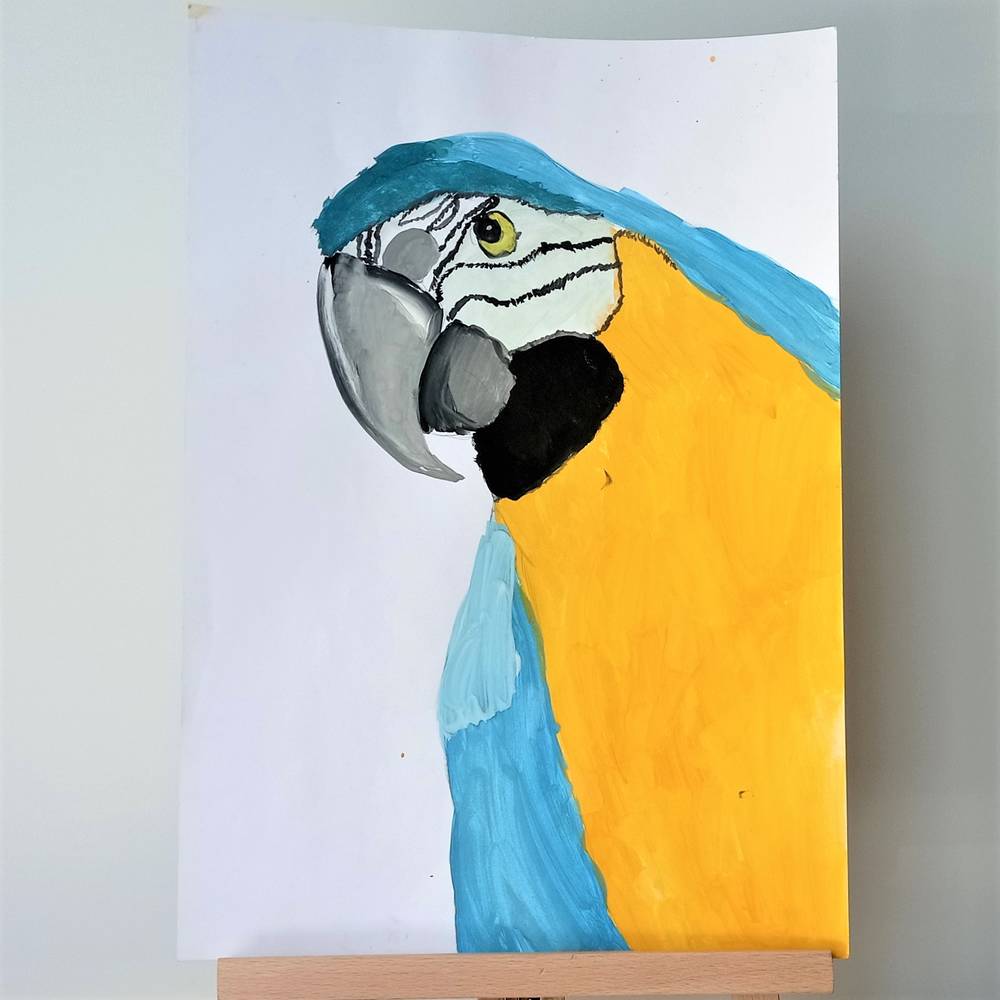 Macaw 