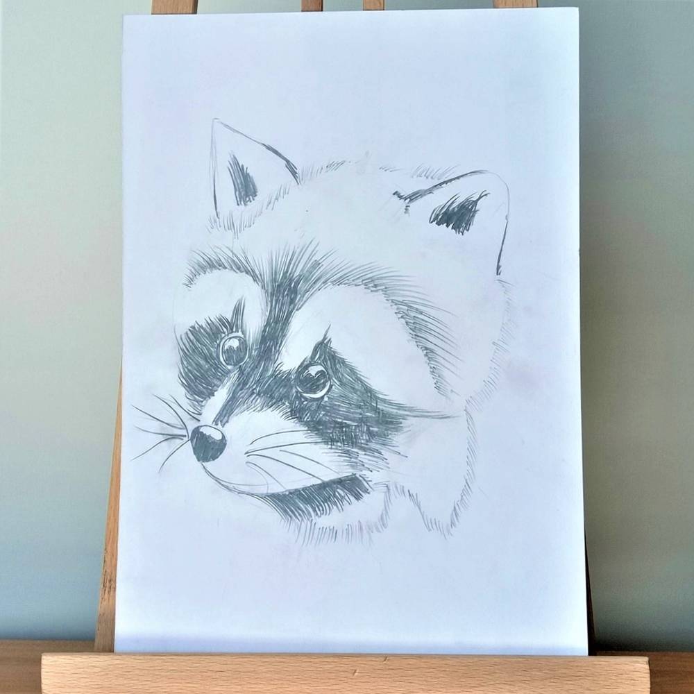 Raccoon portrait